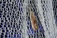Coleophora albella