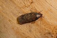 Depressaria albipunctella