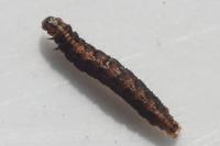Ypsolopha vittella