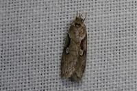 Semioscopis steinkellneriana