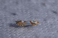 Phyllonorycter roboris