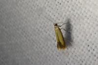 Coptotriche marginea