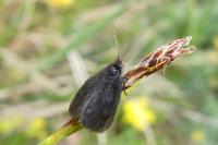 Epichnopterix sieboldii
