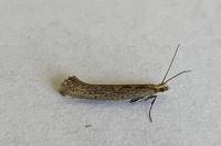 Plutella xylostella