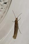 Plutella xylostella