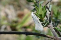 Elachista argentella