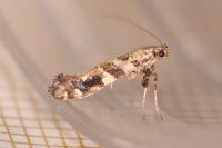 Gracillaria syringella