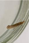 Plutella xylostella