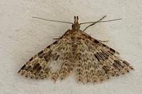 Alucita hexadactyla
