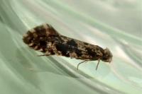 Nemapogon granellus