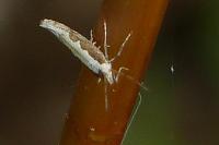 Plutella xylostella