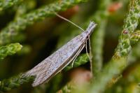 Pleurota ericella