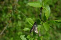Adela reaumurella