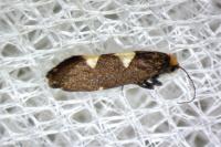 Incurvaria masculella