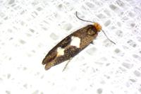 Incurvaria masculella