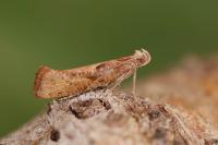 Acrolepiopsis vesperella