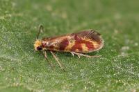 Micropterix tunbergella