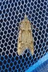 Diurnea fagella