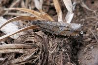 Ancylis unguicella