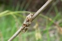 Argyrotaenia ljungiana