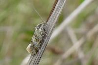 Aethes williana