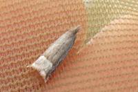 Ancylis tineana