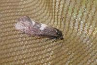 Incurvaria