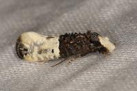 Trichophaga bipartitella