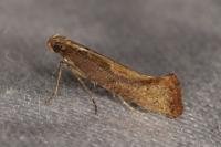 Acrolepiopsis vesperella