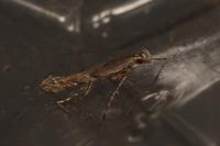 Acrocercops brongniardella