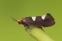 Incurvaria masculella