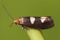 Incurvaria masculella