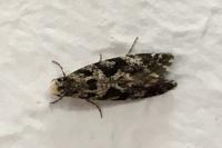 Nemapogon granellus