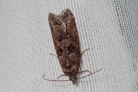 Cnephasia