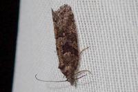 Cnephasia