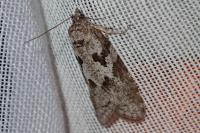 Cnephasia