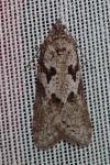 Cnephasia