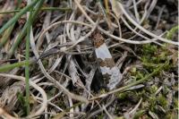 Periclepsis cinctana