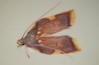 Carcina quercana