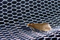 Nematopogon adansoniella
