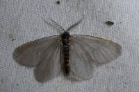 Rebelia plumella surientella