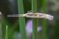 Plutella xylostella