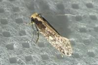 Monopis