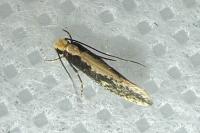 Monopis