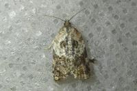 Acleris variegana