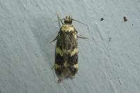 Oegoconia