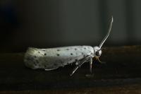 Yponomeuta