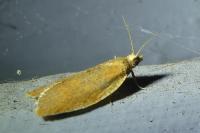 Clepsis