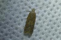 Bryotropha