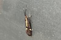 Esperia sulphurella